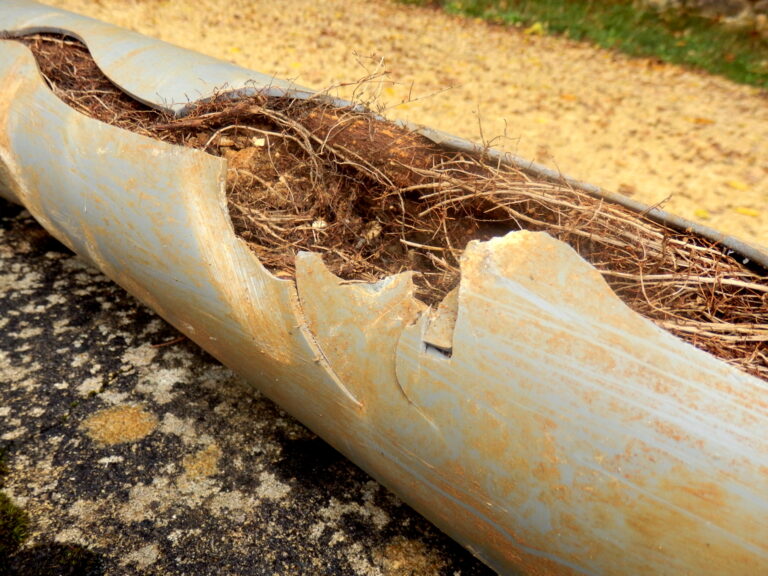 Why Tree Roots Find Your Sewer Line In Fall And How A Camera Proves It